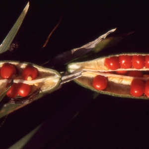 Photographie n°980584 du taxon Iris foetidissima L. [1753]