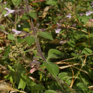 Photographie n°981262 du taxon Clinopodium nepeta (L.) Kuntze [1891]