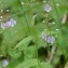  Michel Pansiot - Veronica urticifolia Jacq. [1773]