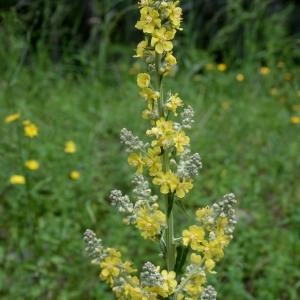 Photographie n°981524 du taxon Verbascum L. [1753]