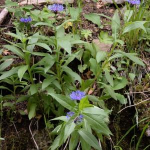 Photographie n°981529 du taxon Cyanus montanus (L.) Hill [1768]