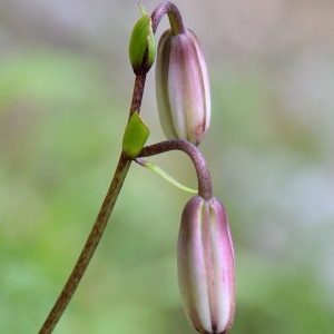 Photographie n°981544 du taxon Lilium martagon L. [1753]