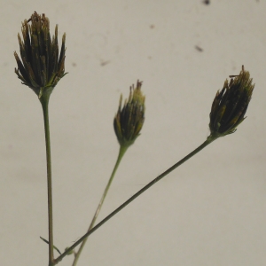 Photographie n°982110 du taxon Bidens subalternans DC. [1836]