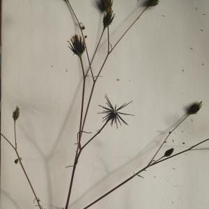 Photographie n°982114 du taxon Bidens subalternans DC. [1836]
