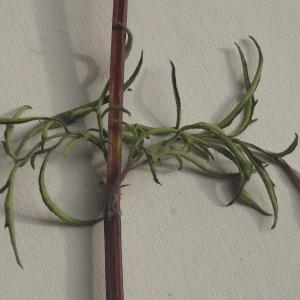 Photographie n°982115 du taxon Bidens subalternans DC. [1836]