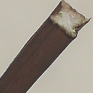 Photographie n°982116 du taxon Bidens subalternans DC. [1836]