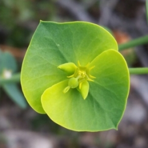 Photographie n°982259 du taxon Euphorbia amygdaloides L. [1753]