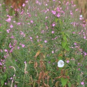 Photographie n°982488 du taxon Epilobium hirsutum L.