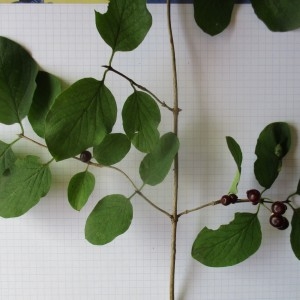 Photographie n°982517 du taxon Lonicera xylosteum L.