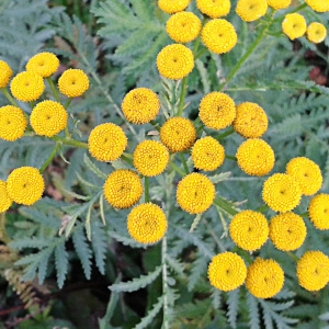 Photographie n°982527 du taxon Tanacetum vulgare L. [1753]