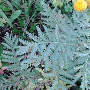 Photographie n°982528 du taxon Tanacetum vulgare L. [1753]