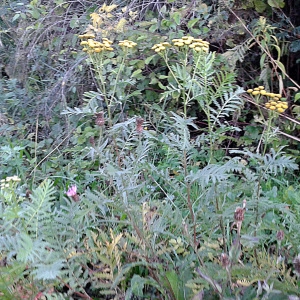 Photographie n°982529 du taxon Tanacetum vulgare L. [1753]