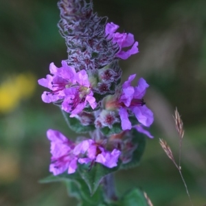 Photographie n°982539 du taxon Lythrum salicaria L. [1753]