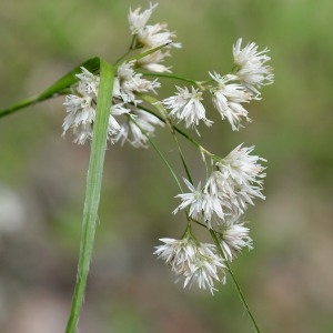 Photographie n°982600 du taxon Luzula nivea (Nathh.) DC. [1805]