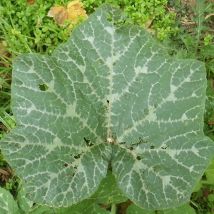 Photographie n°982604 du taxon Cucurbita moschata Duchesne ex Poir. [1819]