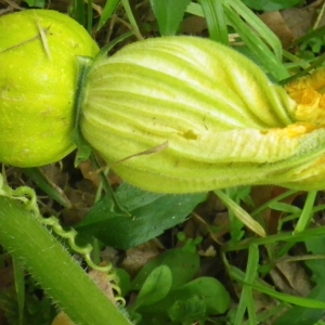 Photographie n°982616 du taxon Cucurbita moschata Duchesne ex Poir. [1819]