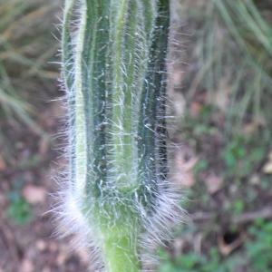 Photographie n°982618 du taxon Cucurbita moschata Duchesne ex Poir. [1819]