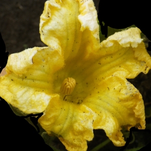 Photographie n°982623 du taxon Cucurbita pepo L. [1753]