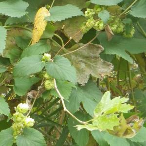 Photographie n°982634 du taxon Humulus lupulus L. [1753]