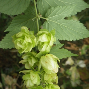 Photographie n°982640 du taxon Humulus lupulus L. [1753]