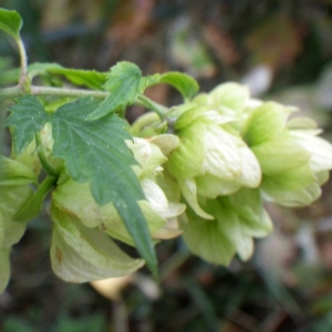 Photographie n°982644 du taxon Humulus lupulus L. [1753]