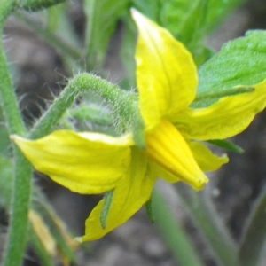 Photographie n°982648 du taxon Solanum lycopersicum L. [1753]