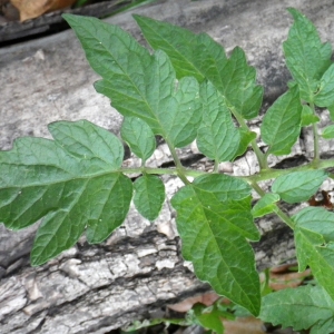 Photographie n°982652 du taxon Solanum lycopersicum L. [1753]