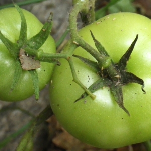 Photographie n°982655 du taxon Solanum lycopersicum L. [1753]