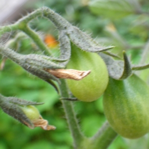 Photographie n°982668 du taxon Solanum lycopersicum L. [1753]