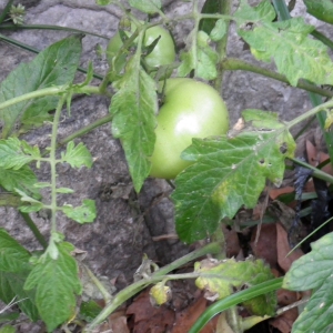 Photographie n°982669 du taxon Solanum lycopersicum L. [1753]