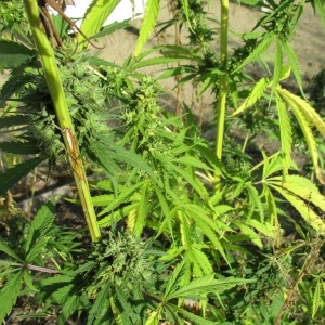 Photographie n°982683 du taxon Cannabis sativa L.