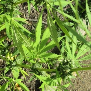 Photographie n°982685 du taxon Cannabis sativa L.
