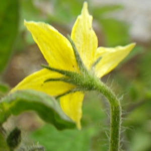 Photographie n°982723 du taxon Solanum lycopersicum L. [1753]