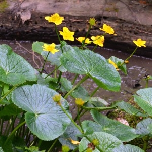 Photographie n°982736 du taxon Caltha palustris L. [1753]