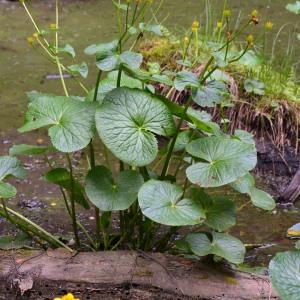 Photographie n°982738 du taxon Caltha palustris L. [1753]