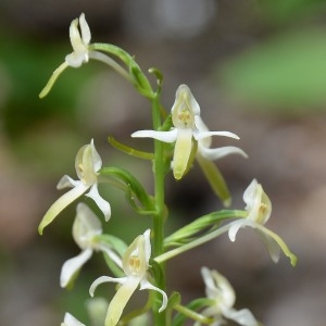 Photographie n°982760 du taxon Platanthera bifolia (L.) Rich.