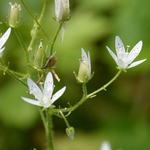  - Saxifraga rotundifolia L. [1753]