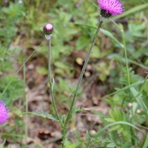 Photographie n°983315 du taxon Carduus defloratus L. [1759]