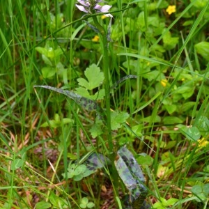  - Dactylorhiza Neck. ex Nevski [1937]