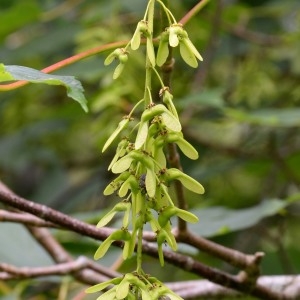 Photographie n°983324 du taxon Acer pseudoplatanus L. [1753]