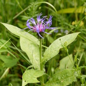 Photographie n°983326 du taxon Cyanus montanus (L.) Hill [1768]