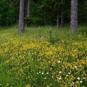Photographie n°983333 du taxon Genista sagittalis L. [1753]