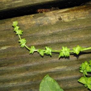 Photographie n°983512 du taxon Atriplex prostrata Boucher ex DC. [1805]