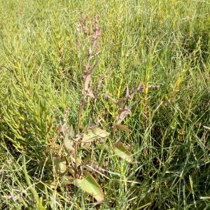 Photographie n°983528 du taxon Atriplex prostrata Boucher ex DC. [1805]