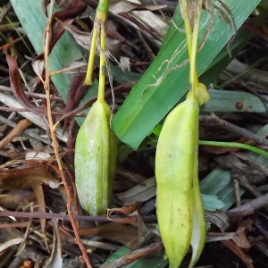 Photographie n°983738 du taxon Iris pseudacorus L. [1753]