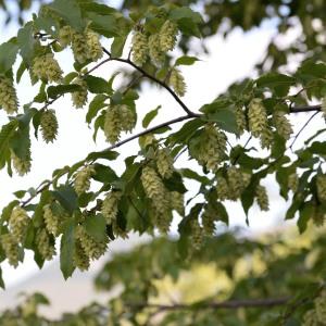 Photographie n°983766 du taxon Ostrya carpinifolia Scop. [1772]