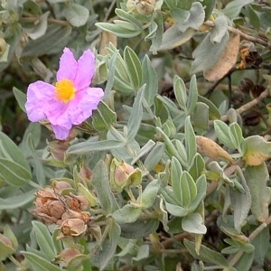 Photographie n°983777 du taxon Cistus albidus L. [1753]