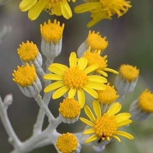 Photographie n°983790 du taxon Jacobaea maritima (L.) Pelser & Meijden [2005]