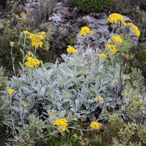 Photographie n°983798 du taxon Jacobaea maritima (L.) Pelser & Meijden [2005]