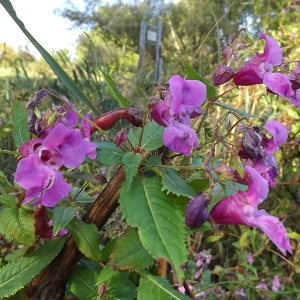 Photographie n°983857 du taxon Impatiens glandulifera Royle [1833]